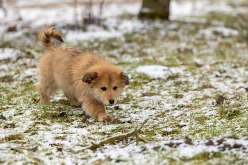 迷い犬を救う